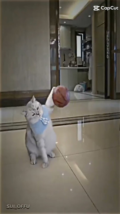 kucing jagoan ni boss senggol dong😎 #fyp [kucing] #kucingjago #by