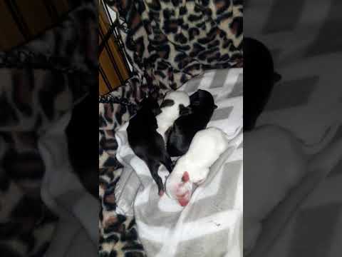 Crazy Oaxaco Bristol Lynn have babies camera iphone 8 plus apk