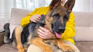 German Shepherd Puppy Protects his Human Dad