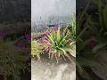 कबाड़ में खिला खजाना🥰 #ytshorts #garden #plant #shorts