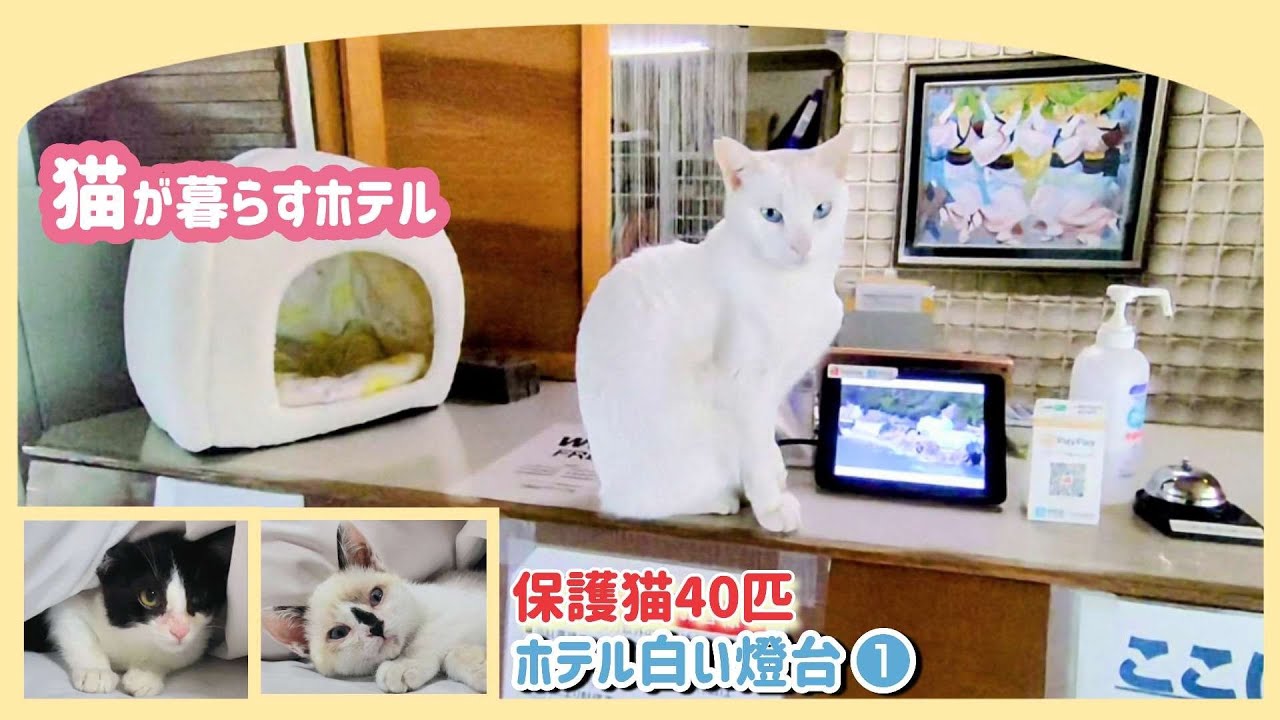 【ねこ宿🐈】ホテル白い燈台へ丨香南アグリームで子ヤギ🐐と触れ合い