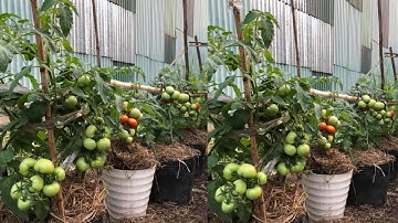 Cách Phòng Bệnh Héo Xanh ,Héo Rũ Trên Cây Cà Chua và Các Loại Dưa