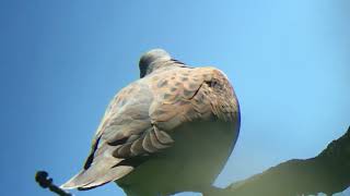 Turtledoveotmoor260517 5