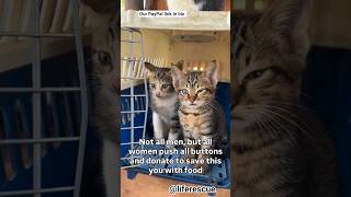 not all men but all women push all buttons and donate to save my kitties with food PayPal in bio