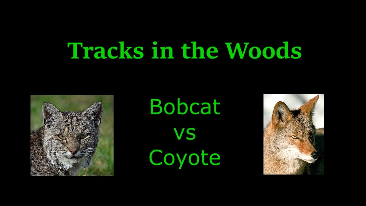 NHBacK40 - Tracks in the Woods (Bobcat)
