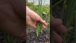 🌱HARVESTING GREEN ONIONS FROM MY RAISED BED //GARDEN// #fypシ #shortsfeed #harvest #food #farming #s