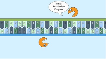 Recombinant DNA Process