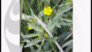 Water Primrose threat discovered (UK) - BBC News - 6th September 2018