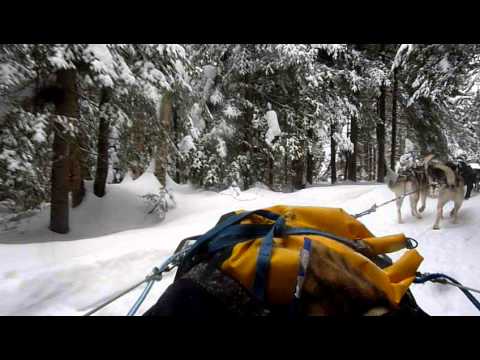Promenade chiens de traineau / Dog sled ride - CANADA - Quebec - Kanatha-Aki - Etangs Tremblant squash recipes