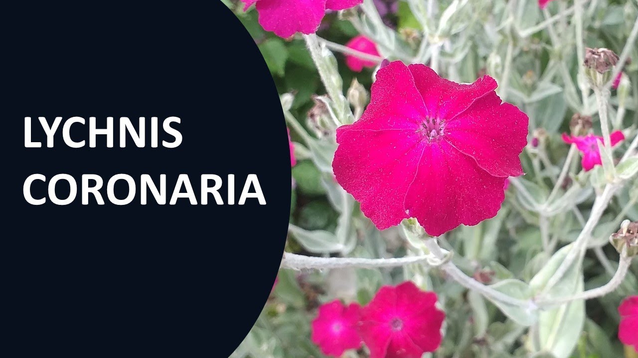 Lychnis coronaria