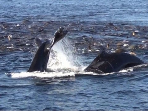 Feeding frenzy for