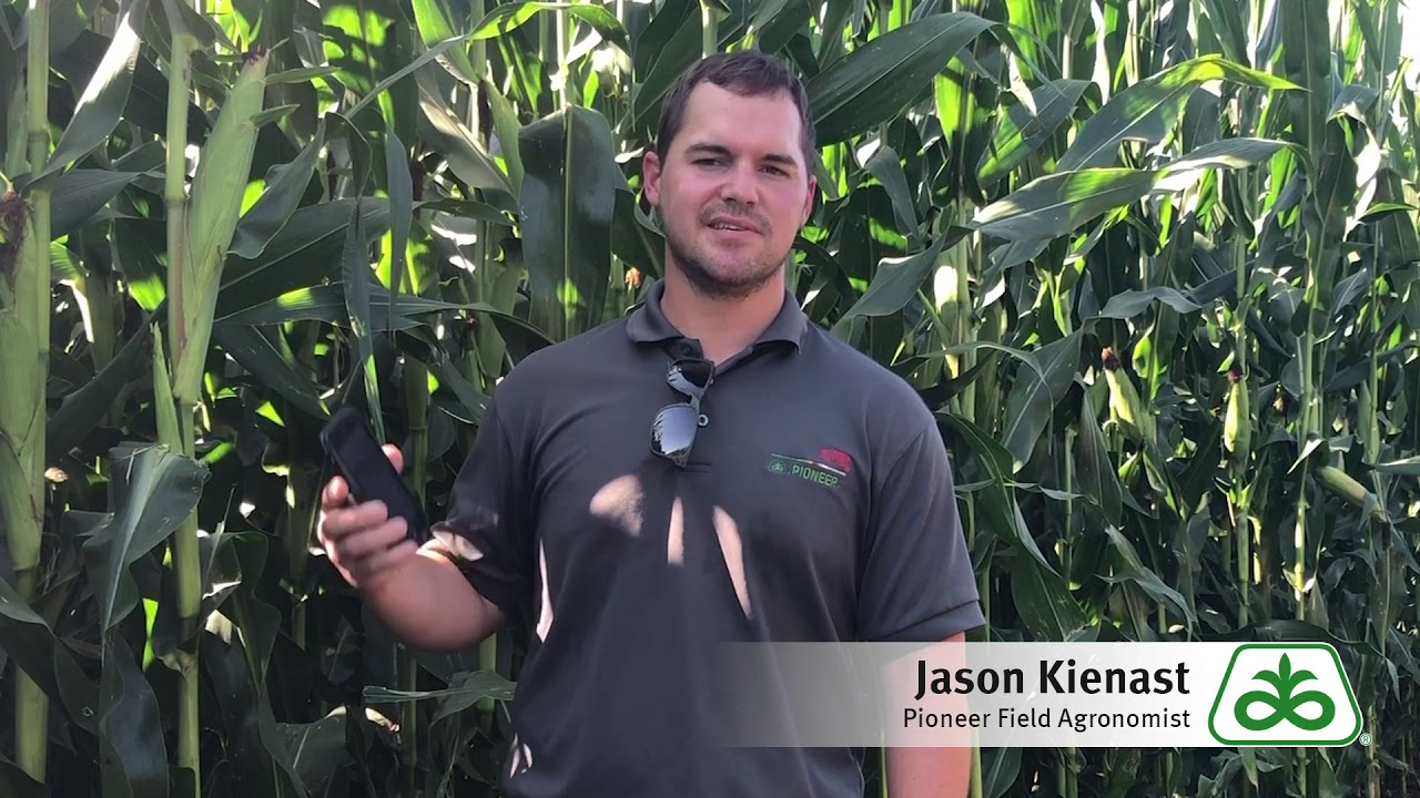 Estimating Yield