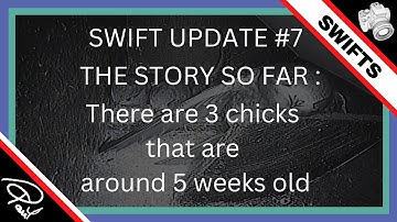 Watching SWIFTS NESTING (Apus apus) Part 7