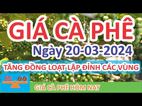 Giá cà phê hôm nay ngày 20/03/2024 