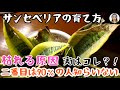 サンスベリアの育て方｜またサンスベリアが枯れてしまった！？絶対に知らない2つの原因があります！簡単に2メートルまで育てる7つのコツも全公開！｜花子