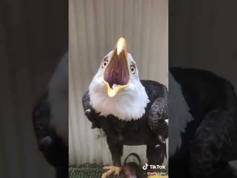 Eagle Sound صوت يخيف الطيور