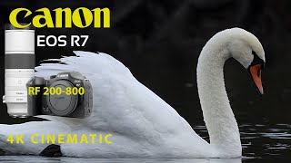 CANON R7 RF 200-800 4K CINEMATIC SWAN