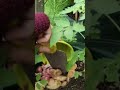 don't throw away kitchen waste, put it in biopori and plants willl thrive 🌱#gardeningtips #ytshorts