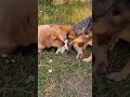 🐾 UNCONDITIONAL LOVE: Golden Momma's Picnic With Her Pups! 🐶✨