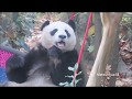 莉莉🌺♬Li Li (Chengdu Zoo) 12/11/2019