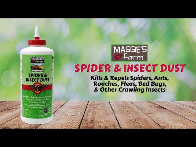 Why Do Spiders Weave Webs? – Maggie's Farm Ltd