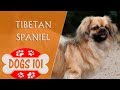 Dogs 101 - Tibetan Spaniel - Top Dog Facts About the Tibetan Spaniel の動画、YouTube動画。