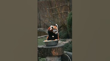 Hilarious Red Panda Antics You Can