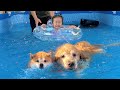 プールで豆柴とゴールデンレトリバーと2歳児が競争した結果予想外のことが起きました...