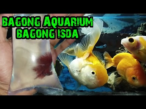 Video: Paano Makakuha Ng Isda Sa Isang Bagong Aquarium