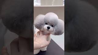 HOW CLOUDY BICHONFRISE turn into adorable puppy  #puppy #dog #puppygrooming #cutedog