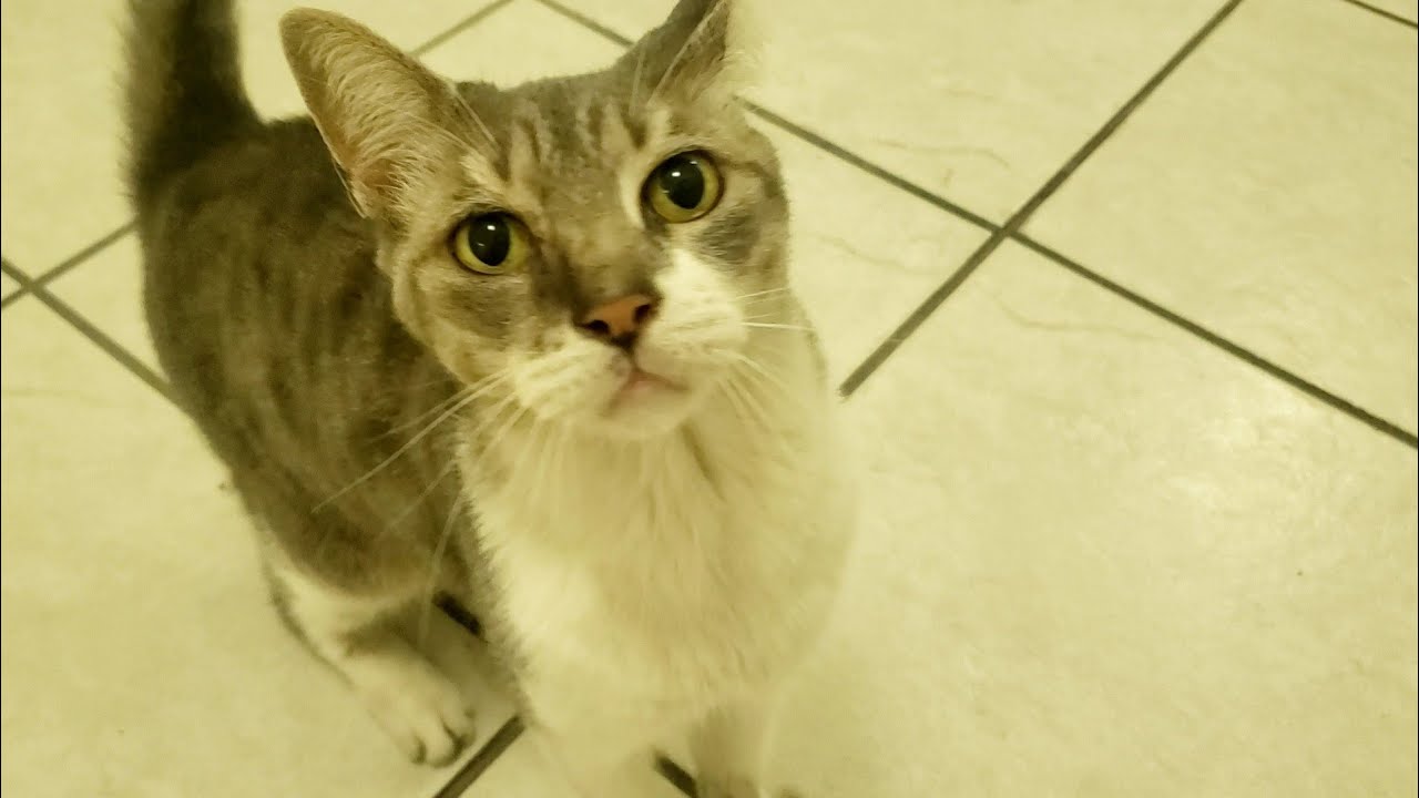 Street Cat Meows At My Door For Food Youtube