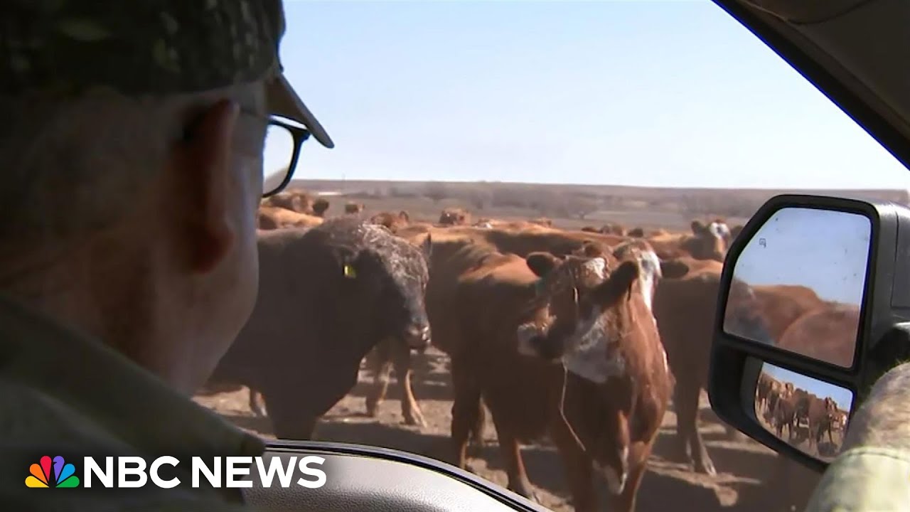Texas rancher reeling over wildfire impact on cattle industry Texas rancher reeling over wildfire impact on cattle industry
