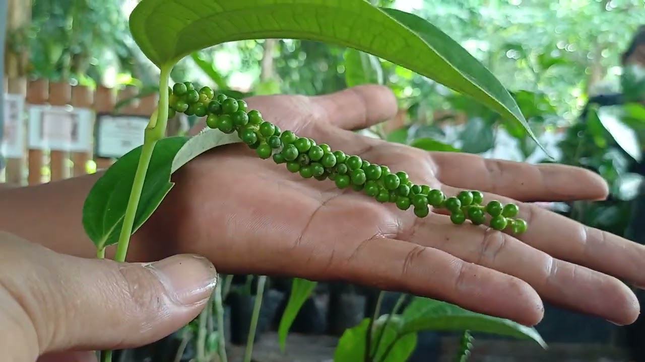 Bibit lada perdu hindia sambung melada 