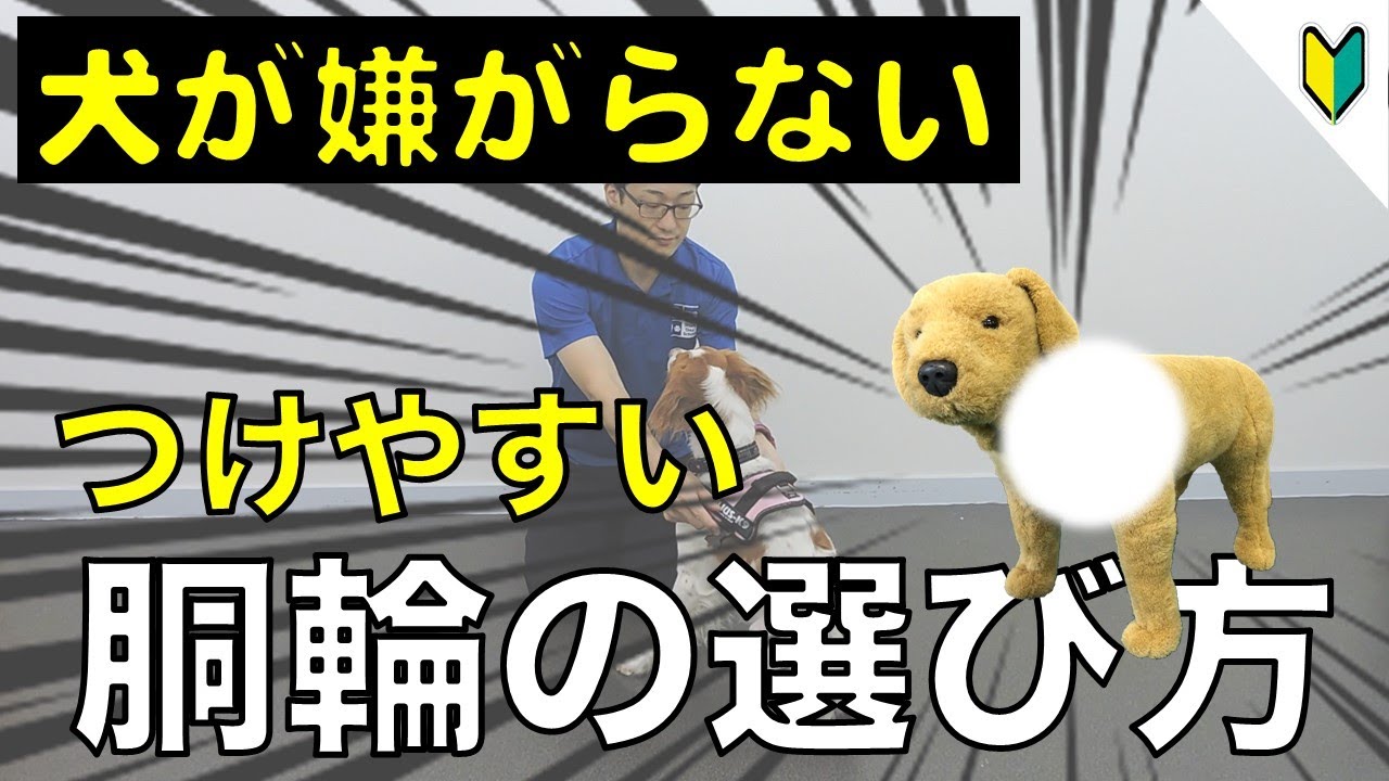 犬が胴輪を嫌がる 装着を手こずっている方へ ハーネス選びのポイントを解説 胴輪の選び方 Youtube