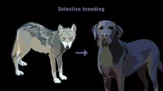 Evolution / Evolutie (QualiaSoup subtitled)