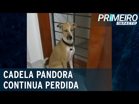 Sem encontrar cadela Pandora, Gol para buscas e cancela hotel para dono |Primeiro Impacto (04/01/22)