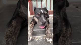 O&N Shortsep.435Oli The Pit Bull Enjoys Outdoor สนชพทบลนารกAsmrmukbang 犬が生の肉を食べる咀嚼音