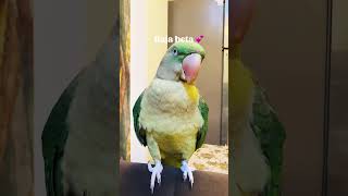 #Mithu #Parrot #TalkingParrot #FunnyBird #CuteParrot #Shorts #Viral #BirdLover #mithubeta