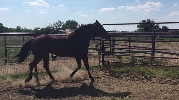Smart spook 2014 filly