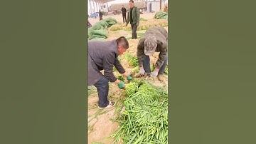 cutting the ends of spring onions with a unique tool #shorts