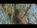 Caburé chico Glaucidium brasilianum  Identificación, canto, ambiente 2018