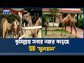 কুমিল্লায় এবার কোরবানির পশুর হাটে বিশেষ আকর্ষণ বিশাল আকৃতির উট ‘সুলতান | Camel Sultan | Ekushey TV