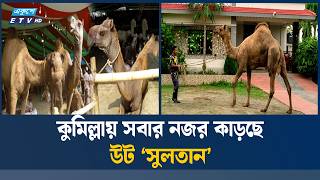 কুমিল্লায় এবার কোরবানির পশুর হাটে বিশেষ আকর্ষণ বিশাল আকৃতির উট ‘সুলতান | Camel Sultan | Ekushey TV