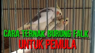 Cara ternak falk untul pemula