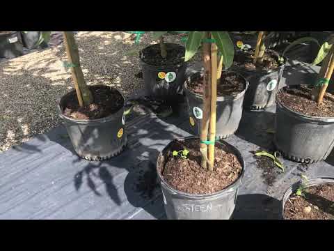 Cheap Trees Houston Garden Center Youtube