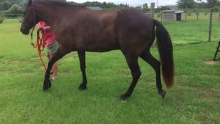 Phantom with Easy Cloud boots --- 1st time