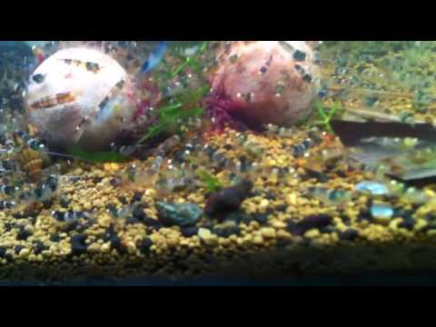 Video Tép ong Huế Việt Nam thuần bể thủy sinh - Princess Bee... - youtube