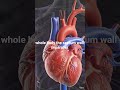 ❤️ Human Heart Explained — Structure & Functions! 🩸🔬