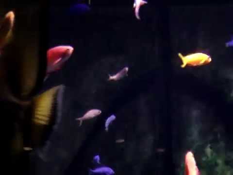 SEA WORLD - BLUE,RED, ORANGE......FISH, FUNNY
