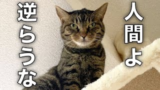 funny video  A terrifying ferocious cat that looks down on its owner and punishes.